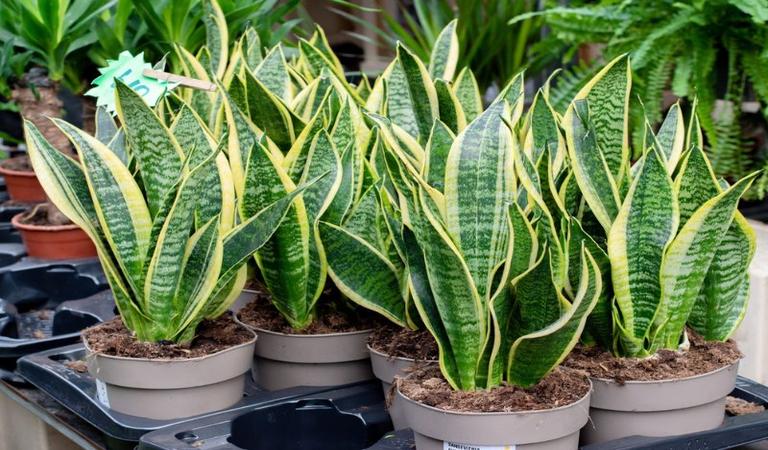 Snake Plant - ForumKayi