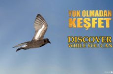 DISCOVER WHILE YOU CAN