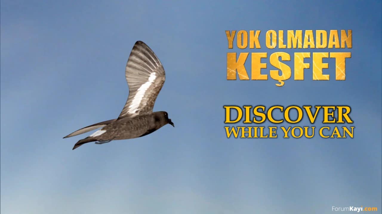 DISCOVER WHILE YOU CAN